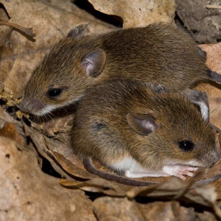 Уничтожения мышей в частном доме в Мозыре?