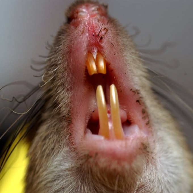 Дератизация крыс в Мозыре?